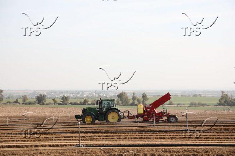 Israeli farmer