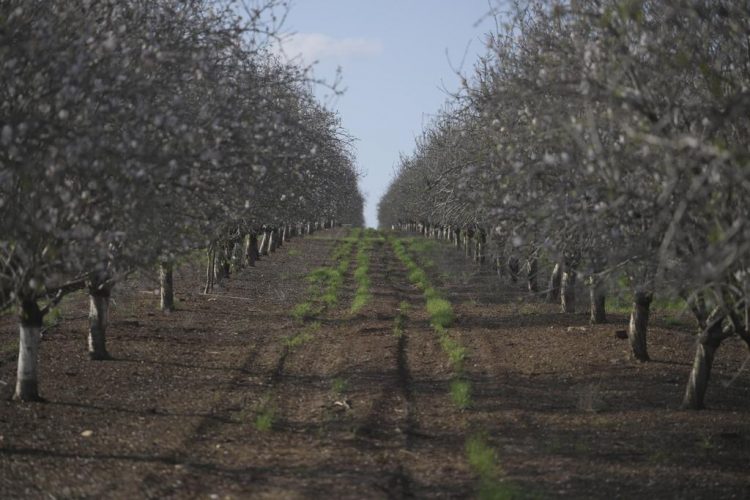 Almond trees blooming in the Jezreel Valley