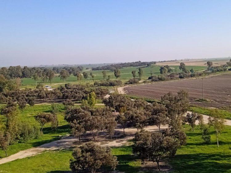 Nahal HaBesor in the Negev is green after heavy winter rains.