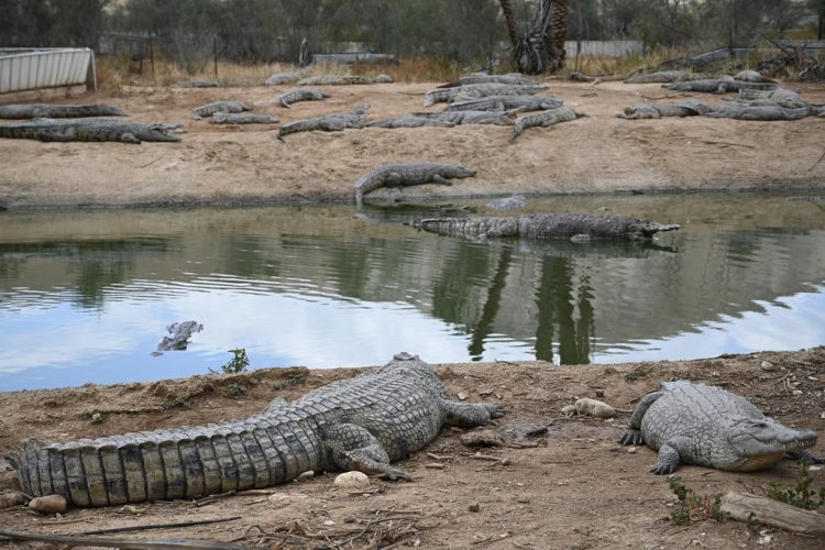 The crocodile farm in the Jordan Valley