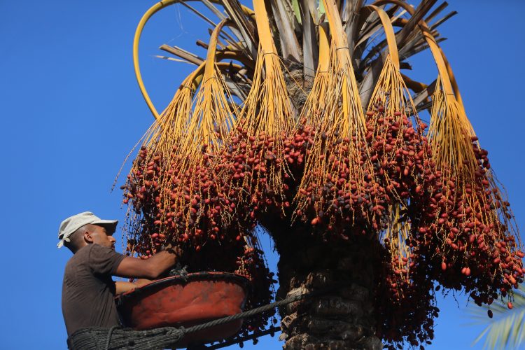 Annual date harvest season in Gaza Strip during war