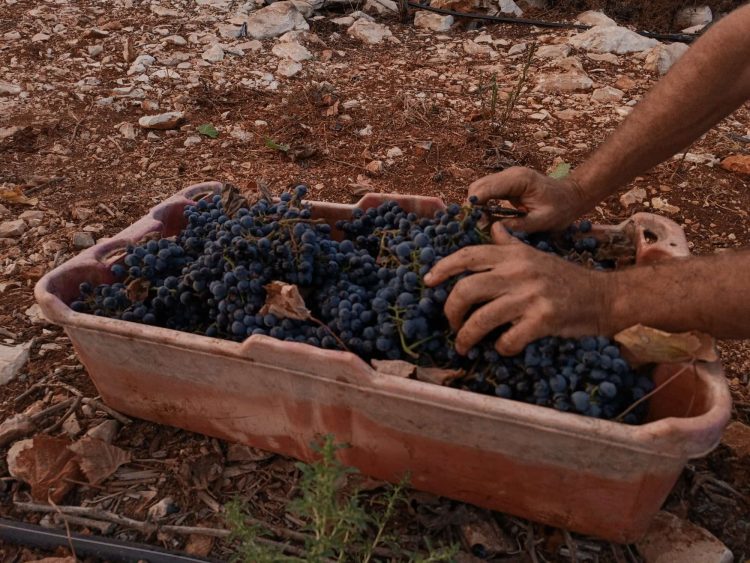 Grape harvest season in Samaria