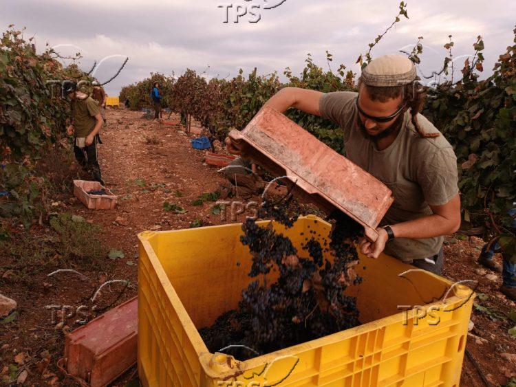 grape harvest