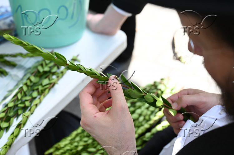 sukkot