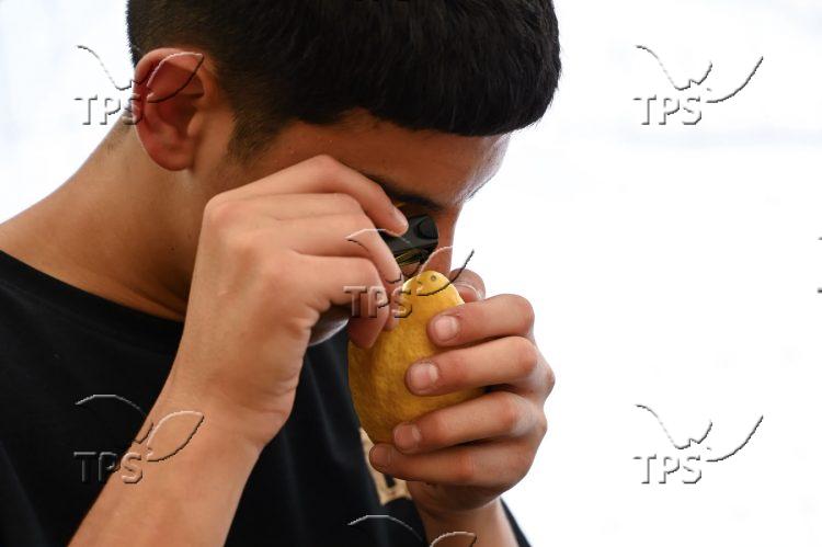 Four Species of Sukkot