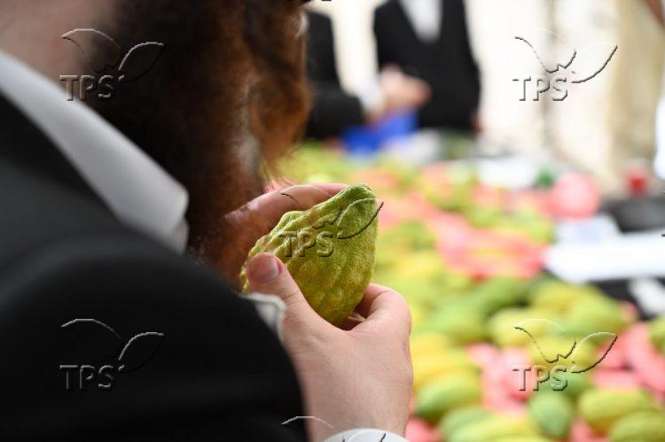 Four Species of Sukkot