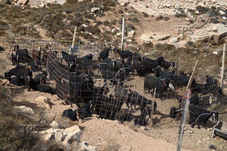 goat pen