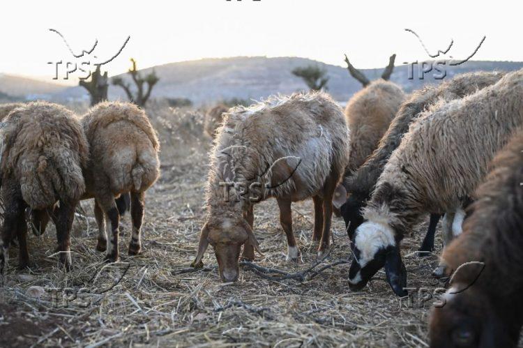 sheep